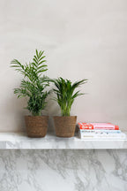 Mélange De 2 Mini Palmiers D’Intérieur Avec Panier Décoratif – Plante D’Intérieur