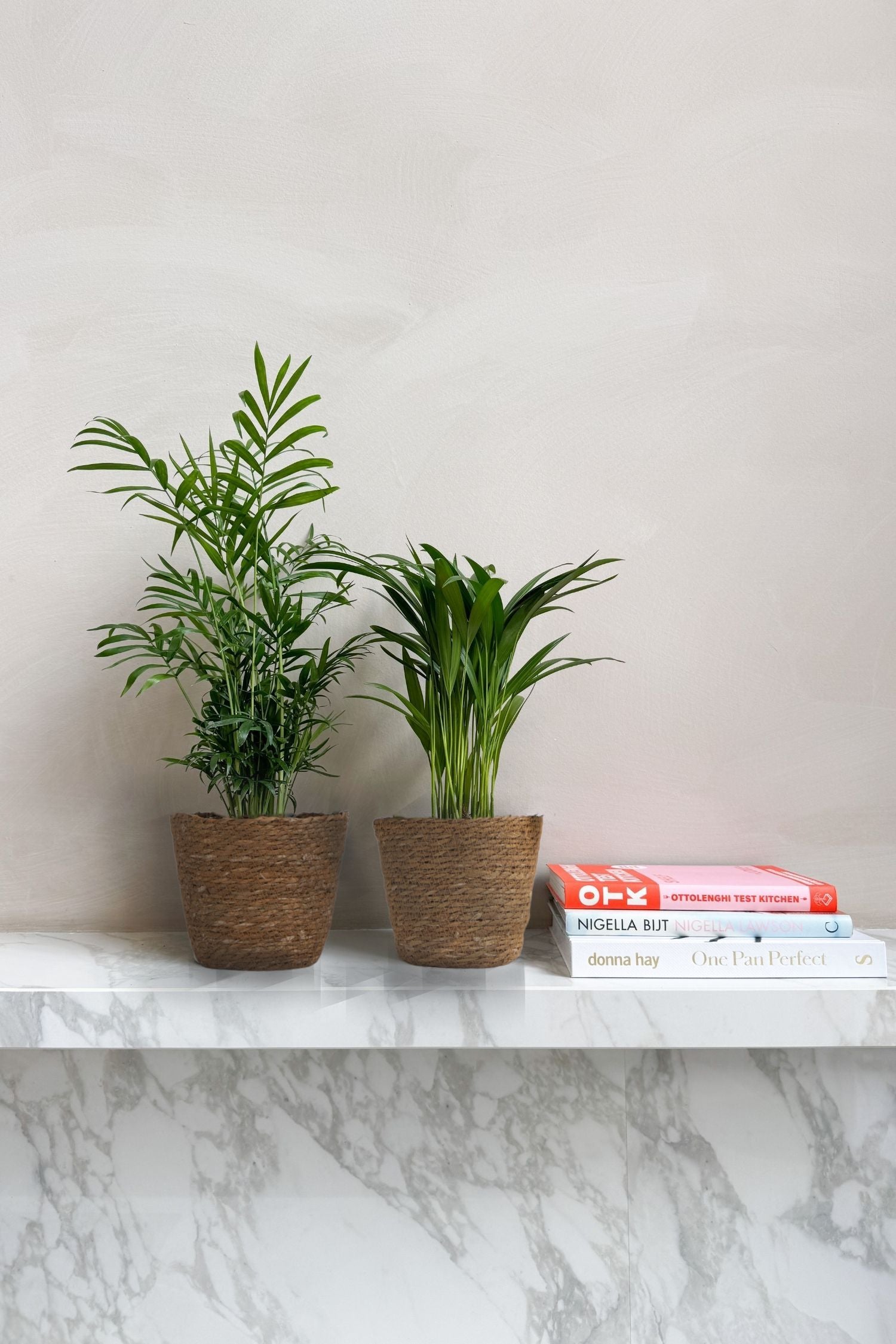 Mélange De 2 Mini Palmiers D’Intérieur Avec Panier Décoratif – Plante D’Intérieur