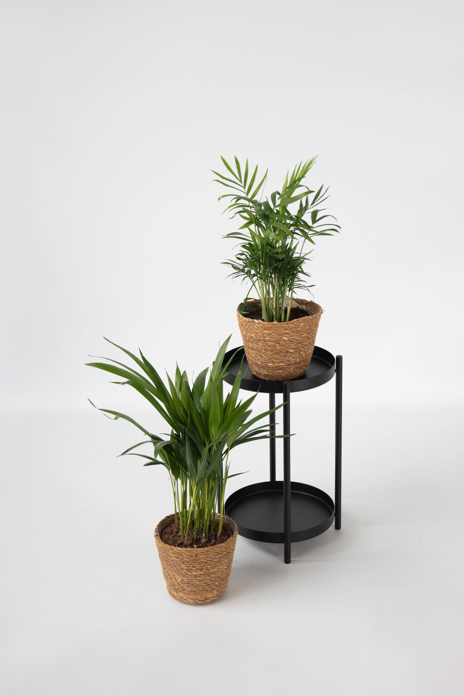 Mélange De 2 Mini Palmiers D’Intérieur Avec Panier Décoratif – Plante D’Intérieur