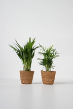 Mélange De 2 Mini Palmiers D’Intérieur Avec Panier Décoratif – Plante D’Intérieur