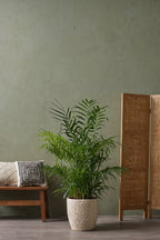 Mélange De 2 Mini Palmiers D’Intérieur – Plante D’Intérieur