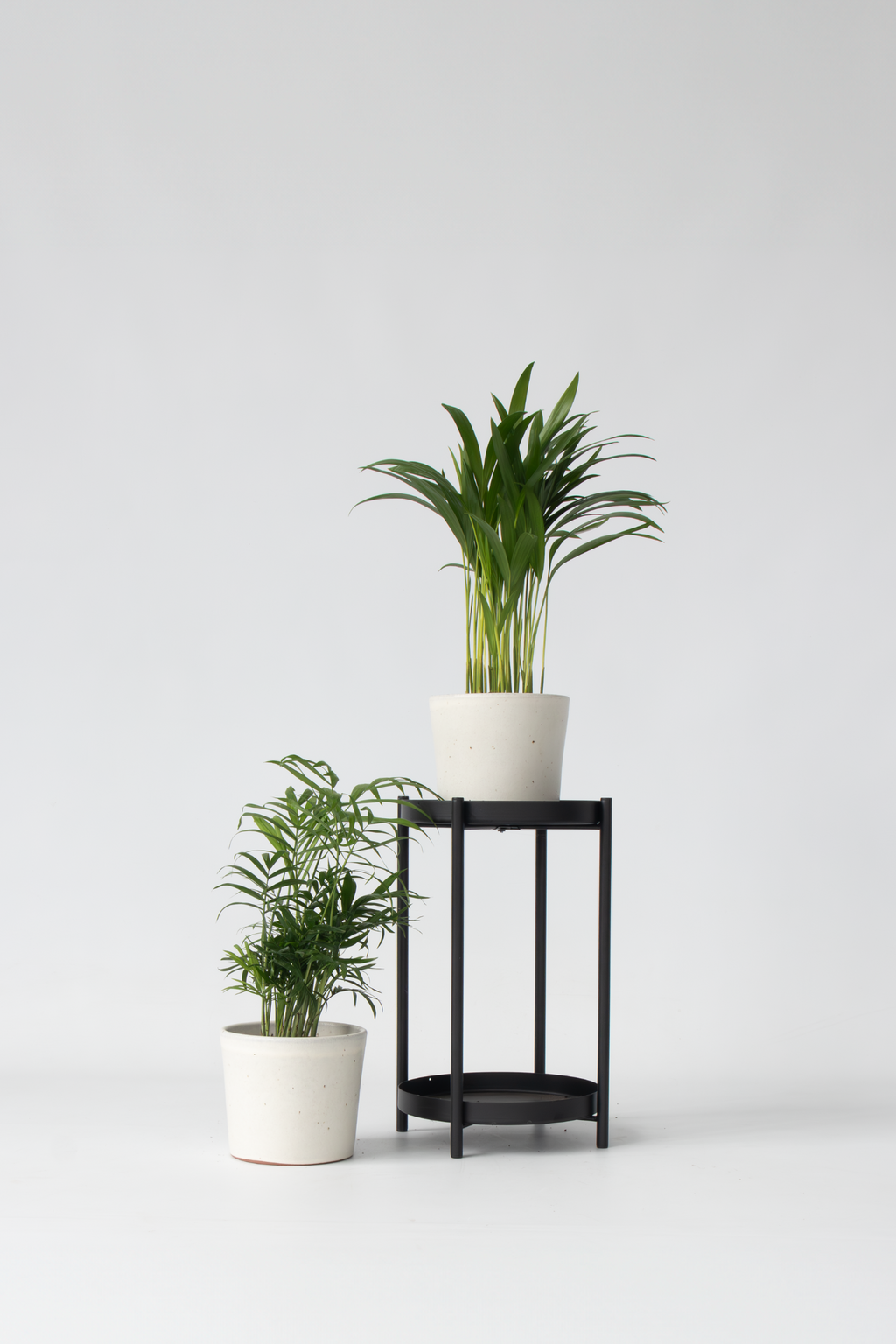 Mélange De 2 Mini Palmiers D’Intérieur – Plante D’Intérieur