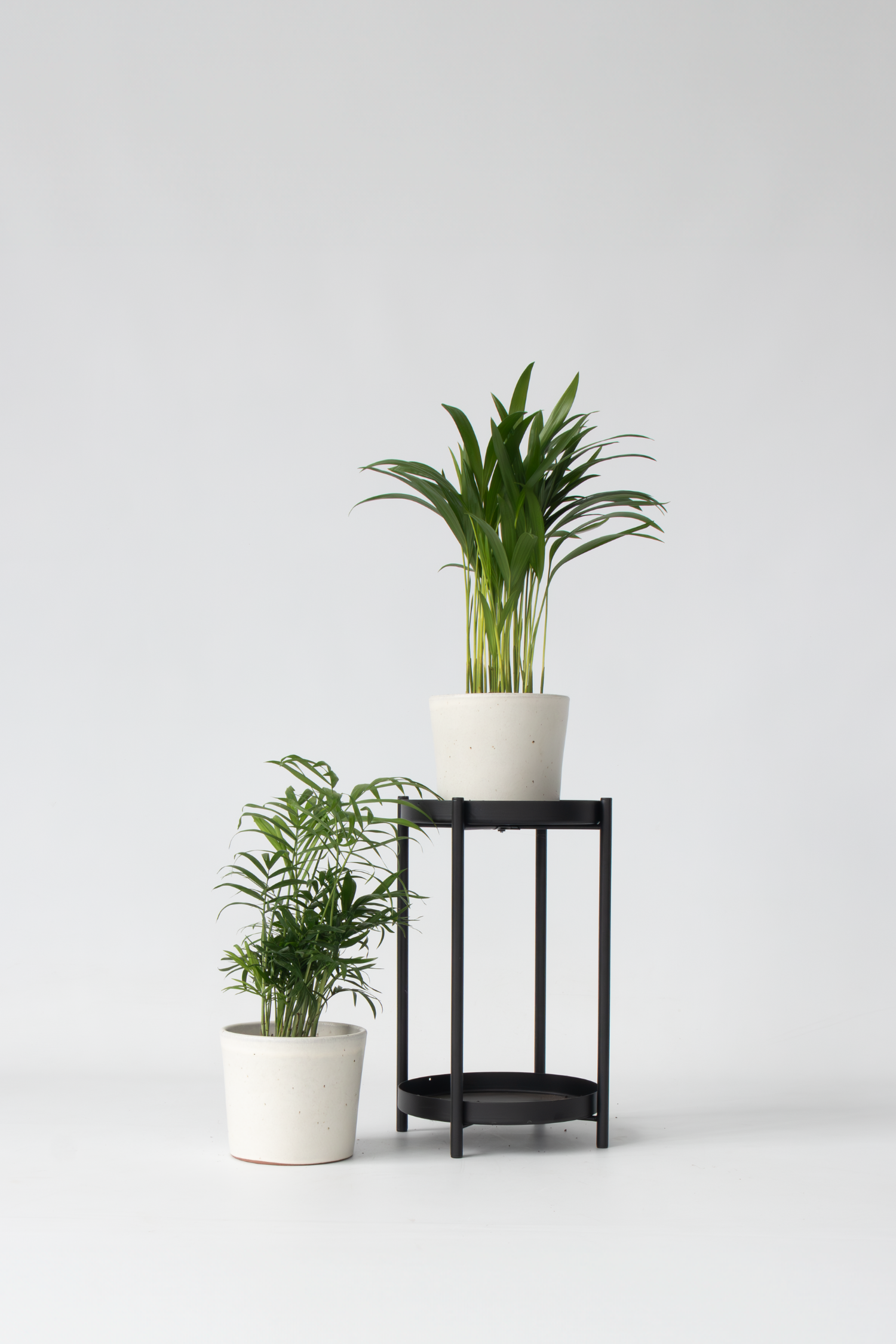 Mélange De 2 Mini Palmiers D’Intérieur – Plante D’Intérieur