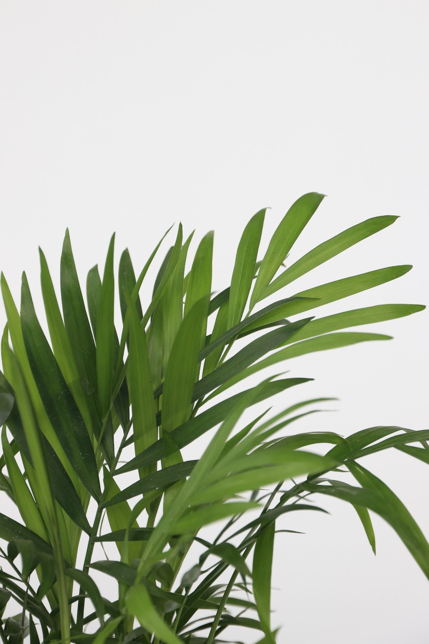 Mélange De 2 Mini Palmiers D’Intérieur – Plante D’Intérieur