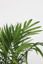 Mélange 2 Mini Palmiers D'Intérieur - Plantes D'Intérieur