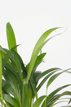 Mélange De 2 Mini Palmiers D’Intérieur – Plante D’Intérieur