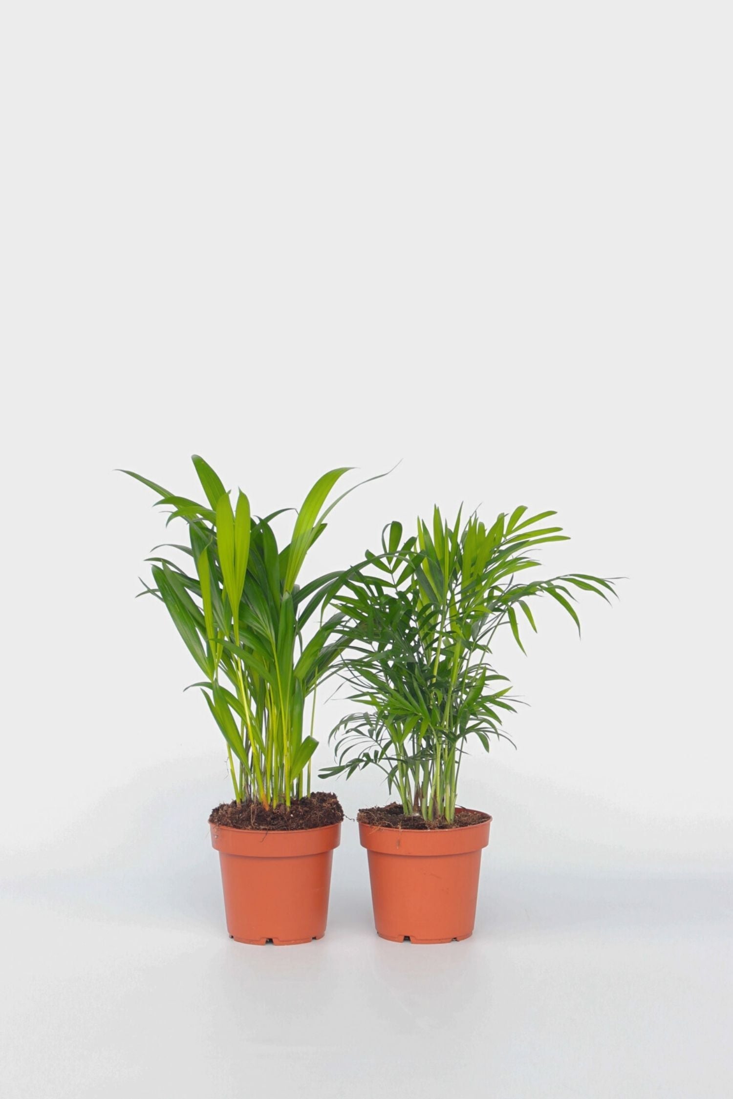 Mélange De 2 Mini Palmiers D’Intérieur – Plante D’Intérieur