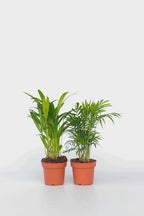 Mélange 2 Mini Palmiers D'Intérieur - Plantes D'Intérieur
