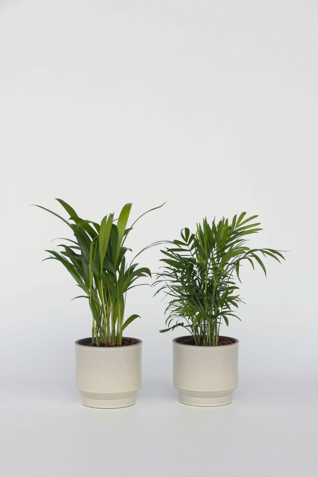Mélange De 2 Mini Palmiers D’Intérieur – Plante D’Intérieur