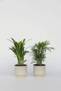 Mélange De 2 Mini Palmiers D’Intérieur – Plante D’Intérieur