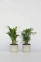 Mélange De 2 Mini Palmiers D’Intérieur – Plante D’Intérieur