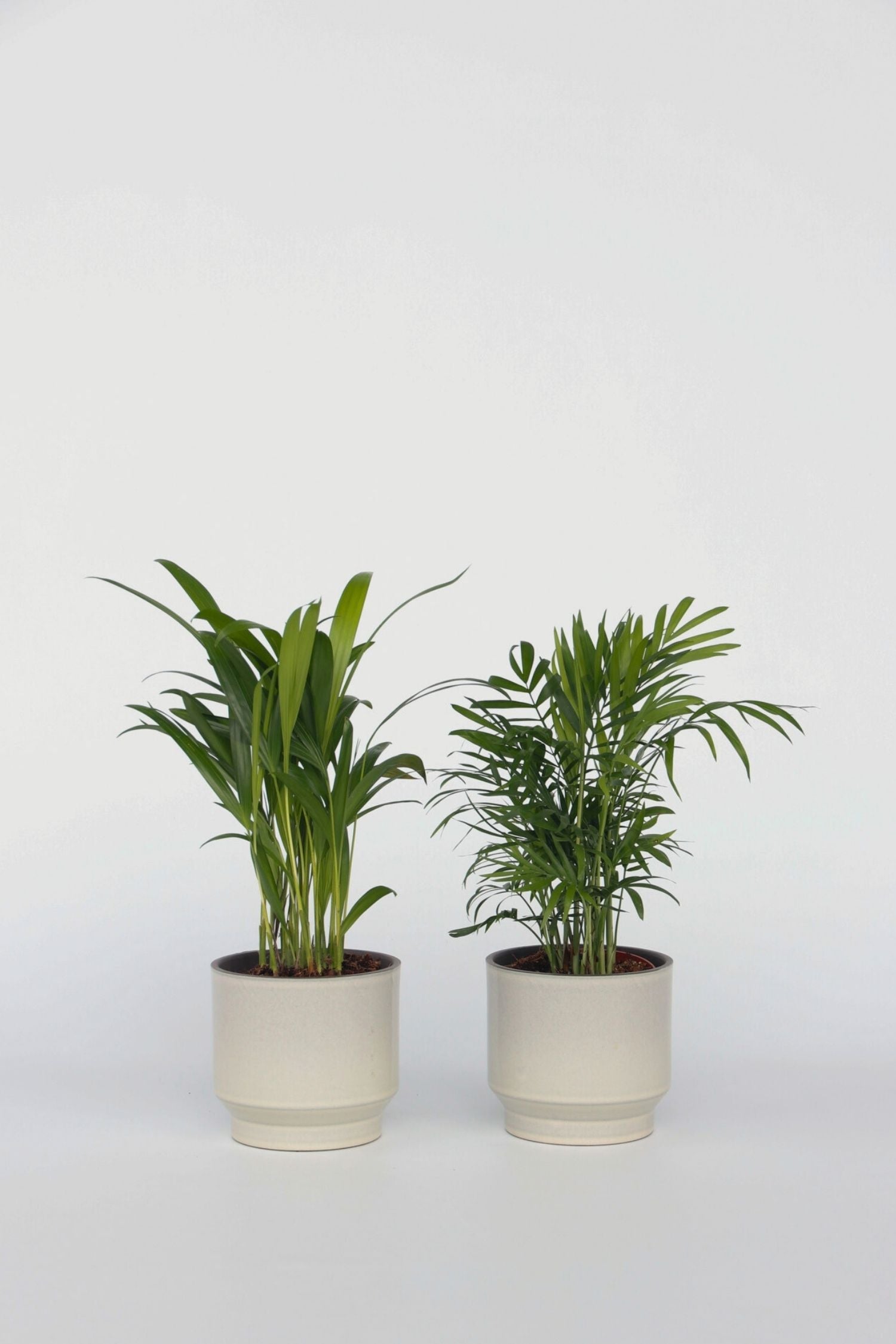 Mélange De 2 Mini Palmiers D’Intérieur – Plante D’Intérieur