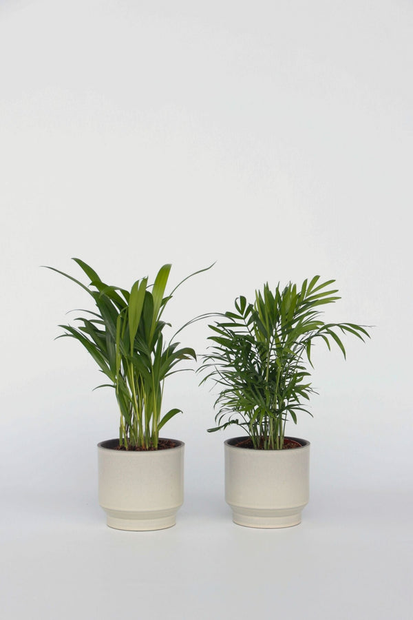 Mélange De 2 Mini Palmiers D’Intérieur – Plante D’Intérieur