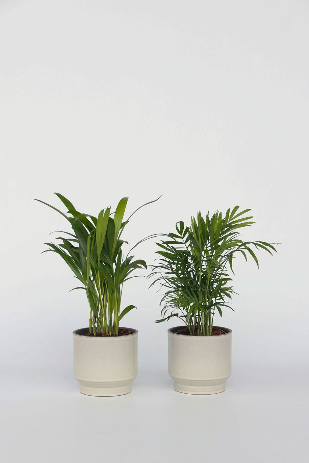 Mélange 2 Mini Palmiers D'Intérieur - Plantes D'Intérieur