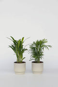 Mélange 2 Mini Palmiers D'Intérieur - Plantes D'Intérieur