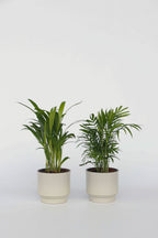 Mélange 2 Mini Palmiers D'Intérieur - Plantes D'Intérieur