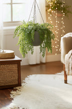 Lot De 2 Fougères Duffi – Plante D’Intérieur