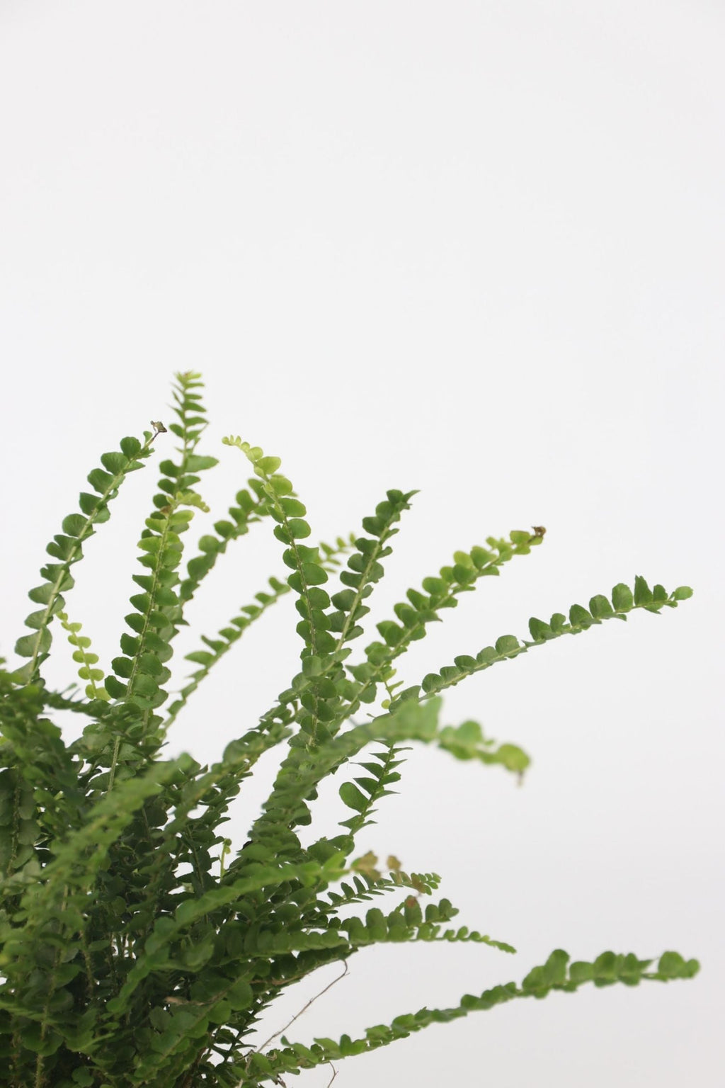 Lot De 2 Fougères Duffi – Plante D’Intérieur