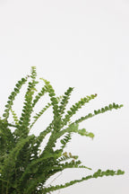 Lot De 2 Fougères Duffi – Plante D’Intérieur