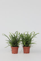 Lot De 2 Fougères Duffi – Plante D’Intérieur