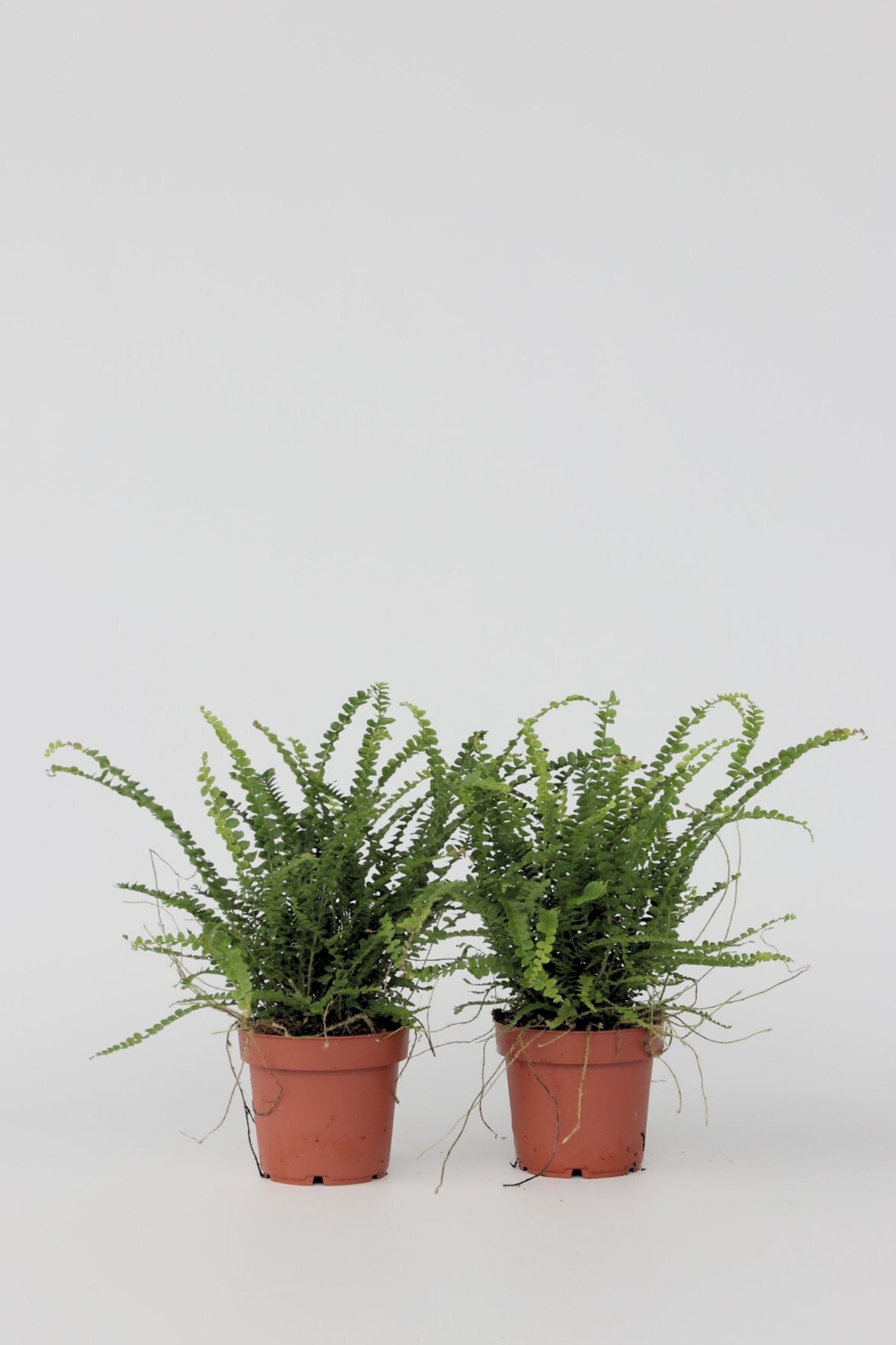 Lot De 2 Fougères Duffi – Plante D’Intérieur