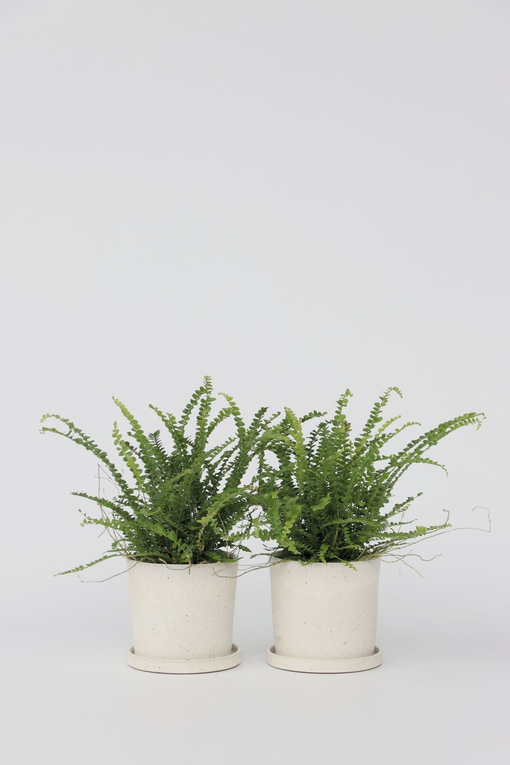 Lot De 2 Fougères Duffi – Plante D’Intérieur