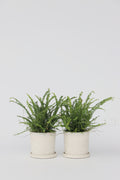 Lot De 2 Fougères Duffi – Plante D’Intérieur