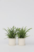 Lot De 2 Fougères Duffi – Plante D’Intérieur