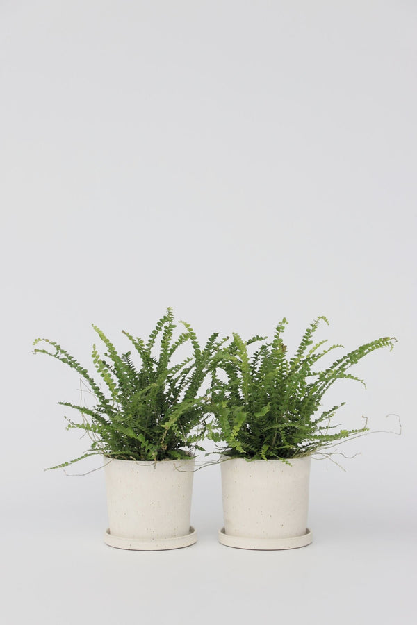 Lot De 2 Fougères Duffi – Plante D’Intérieur
