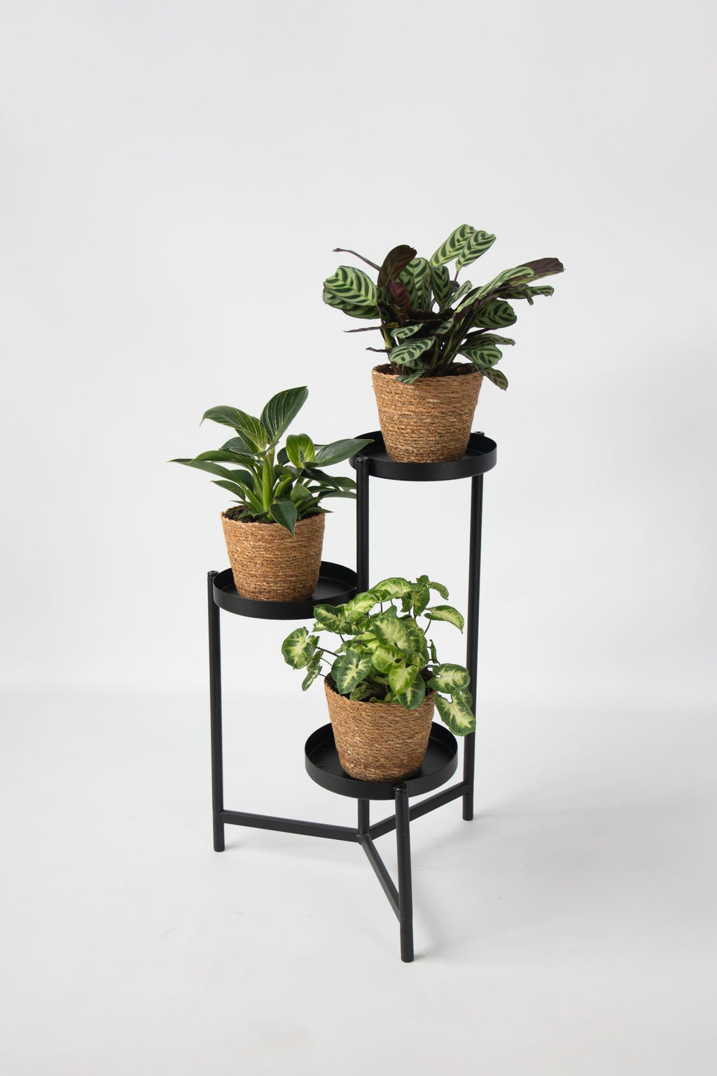 Lot De 3 Plantes Fresh Home Mix Avec Paniers Décoratifs – Plante D’Intérieur