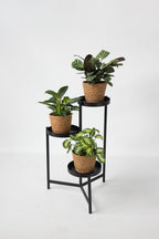 Lot De 3 Plantes Fresh Home Mix Avec Paniers Décoratifs – Plante D’Intérieur