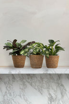 Lot De 3 Plantes Fresh Home Mix Avec Paniers Décoratifs – Plante D’Intérieur
