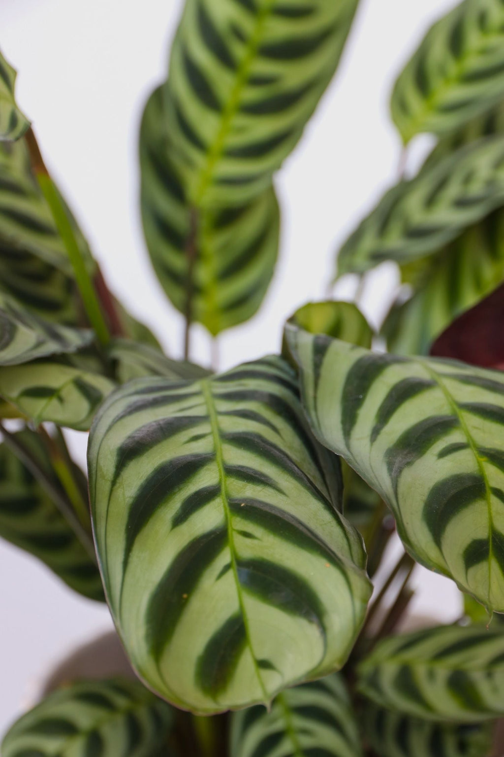 Lot De 3 Plantes Fresh Home Mix Avec Paniers Décoratifs – Plante D’Intérieur