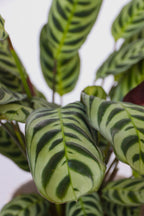 Lot De 3 Plantes Fresh Home Mix Avec Paniers Décoratifs – Plante D’Intérieur