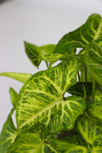 Lot De 3 Plantes Fresh Home Mix Avec Paniers Décoratifs – Plante D’Intérieur