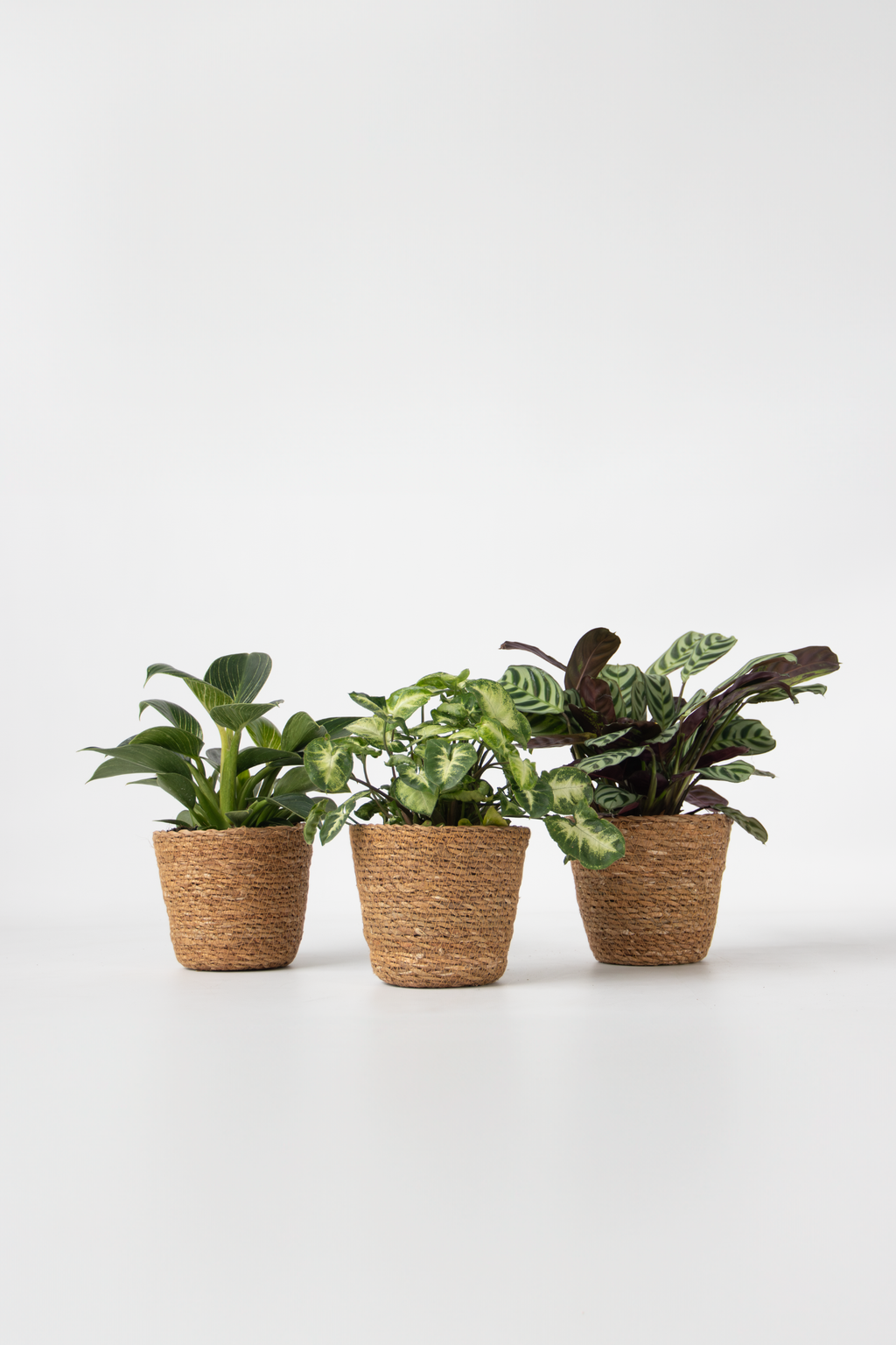 Lot De 3 Plantes Fresh Home Mix Avec Paniers Décoratifs – Plante D’Intérieur