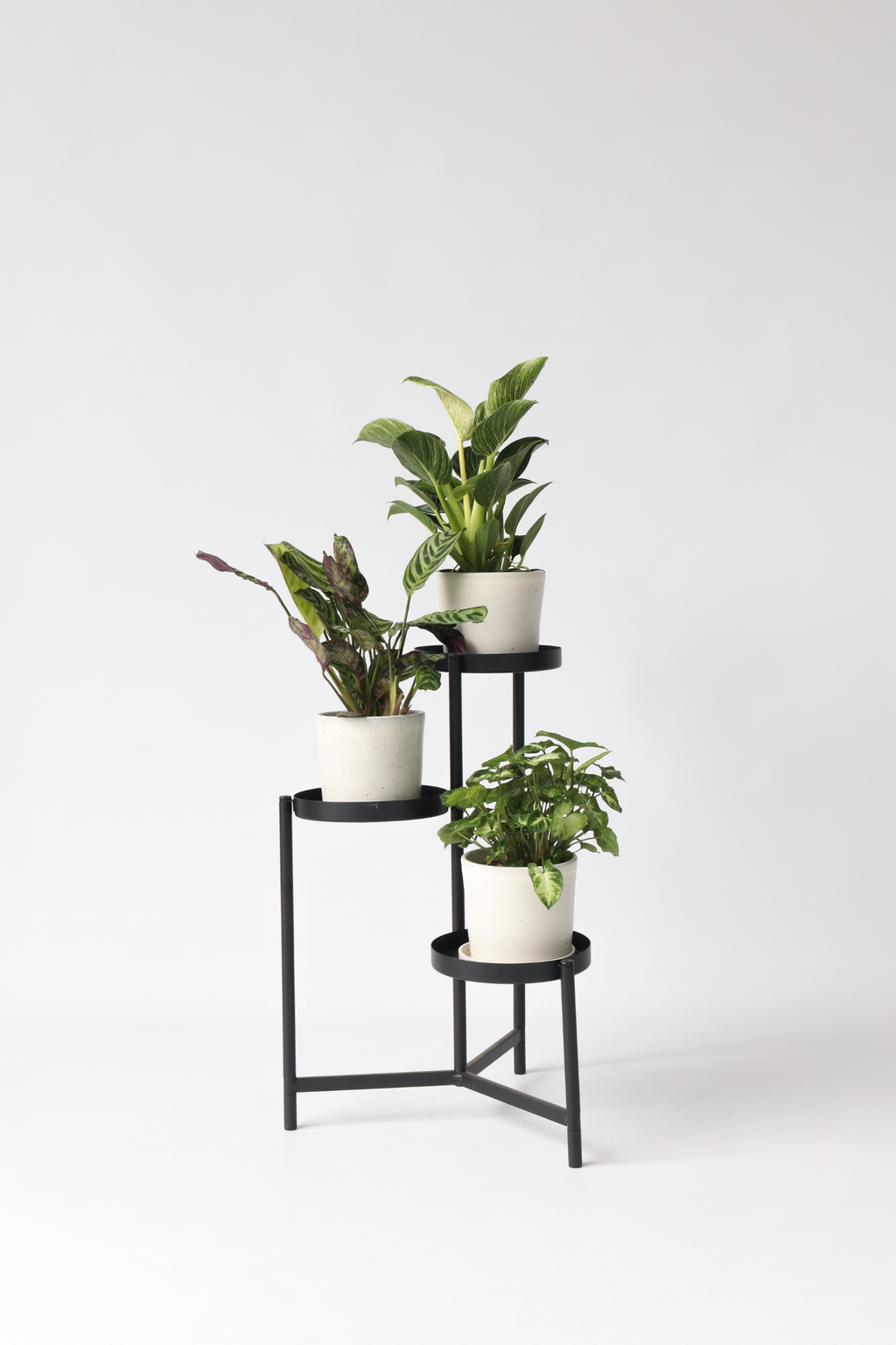 Mélange De 3 Plantes Home Mix – Plante D’Intérieur