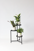 Mélange De 3 Plantes Home Mix – Plante D’Intérieur