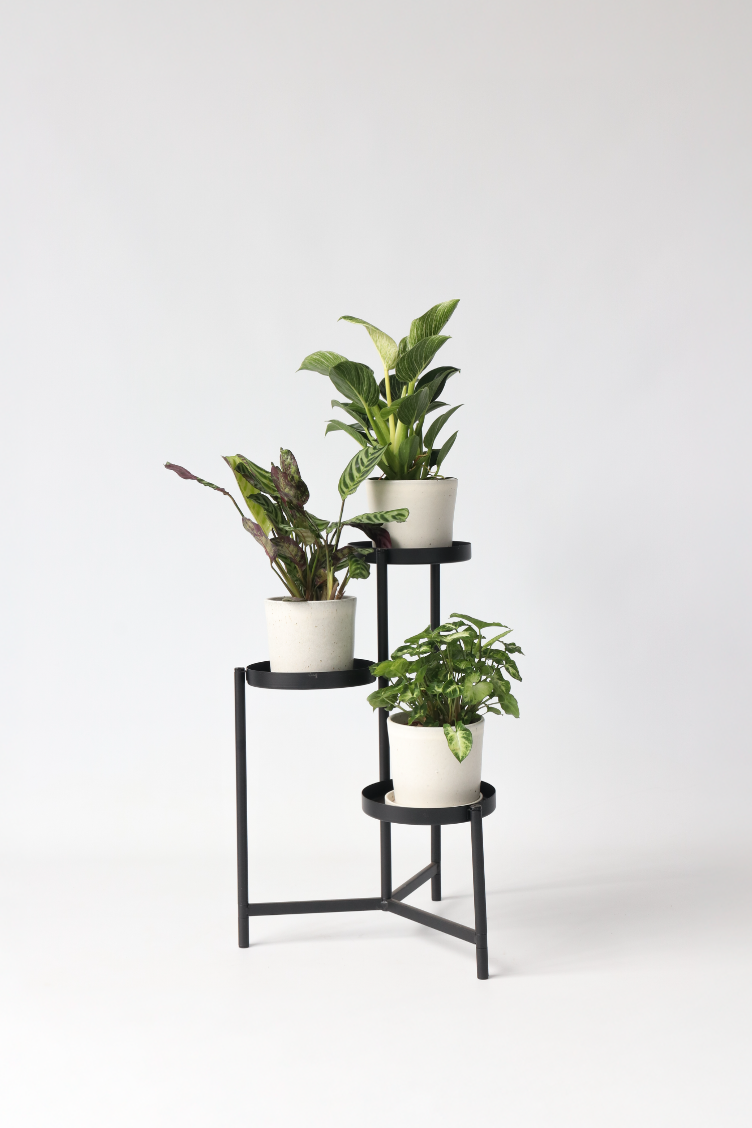 Mélange De 3 Plantes Home Mix – Plante D’Intérieur