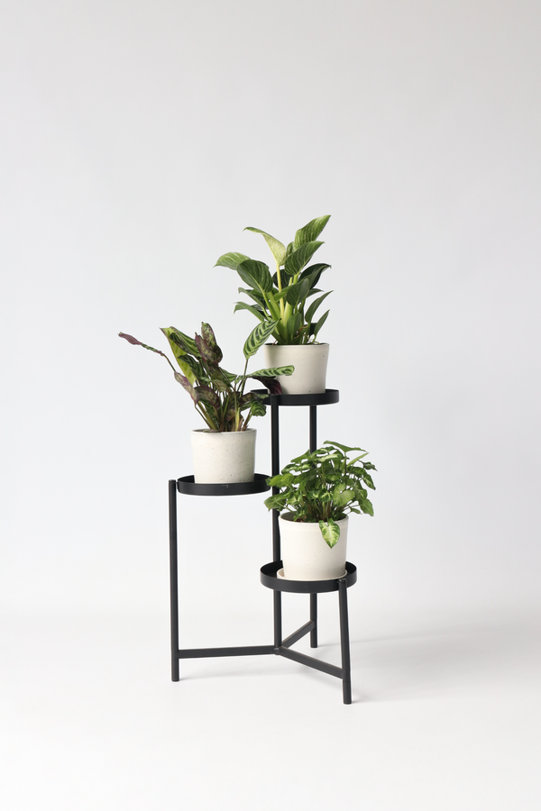 Mélange De 3 Plantes Home Mix – Plante D’Intérieur