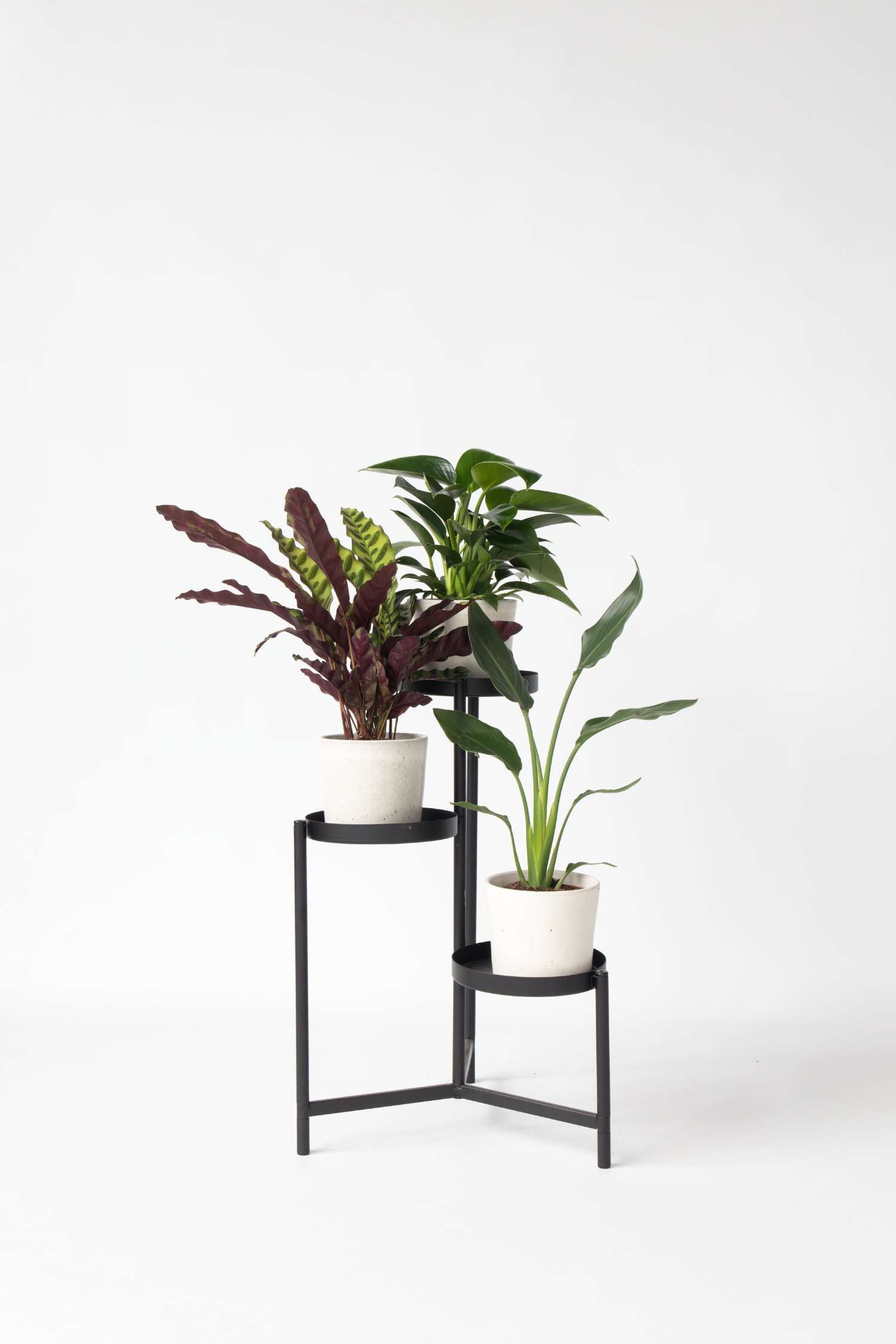 Mélange De 3 Plantes Vertes D’Intérieur – Plante D’Intérieur