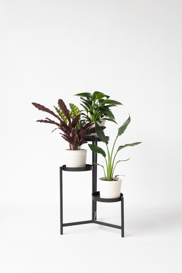 Mélange De 3 Plantes Vertes D’Intérieur – Plante D’Intérieur