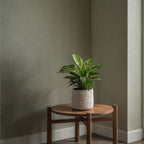 Mélange De 3 Plantes Home Mix – Plante D’Intérieur