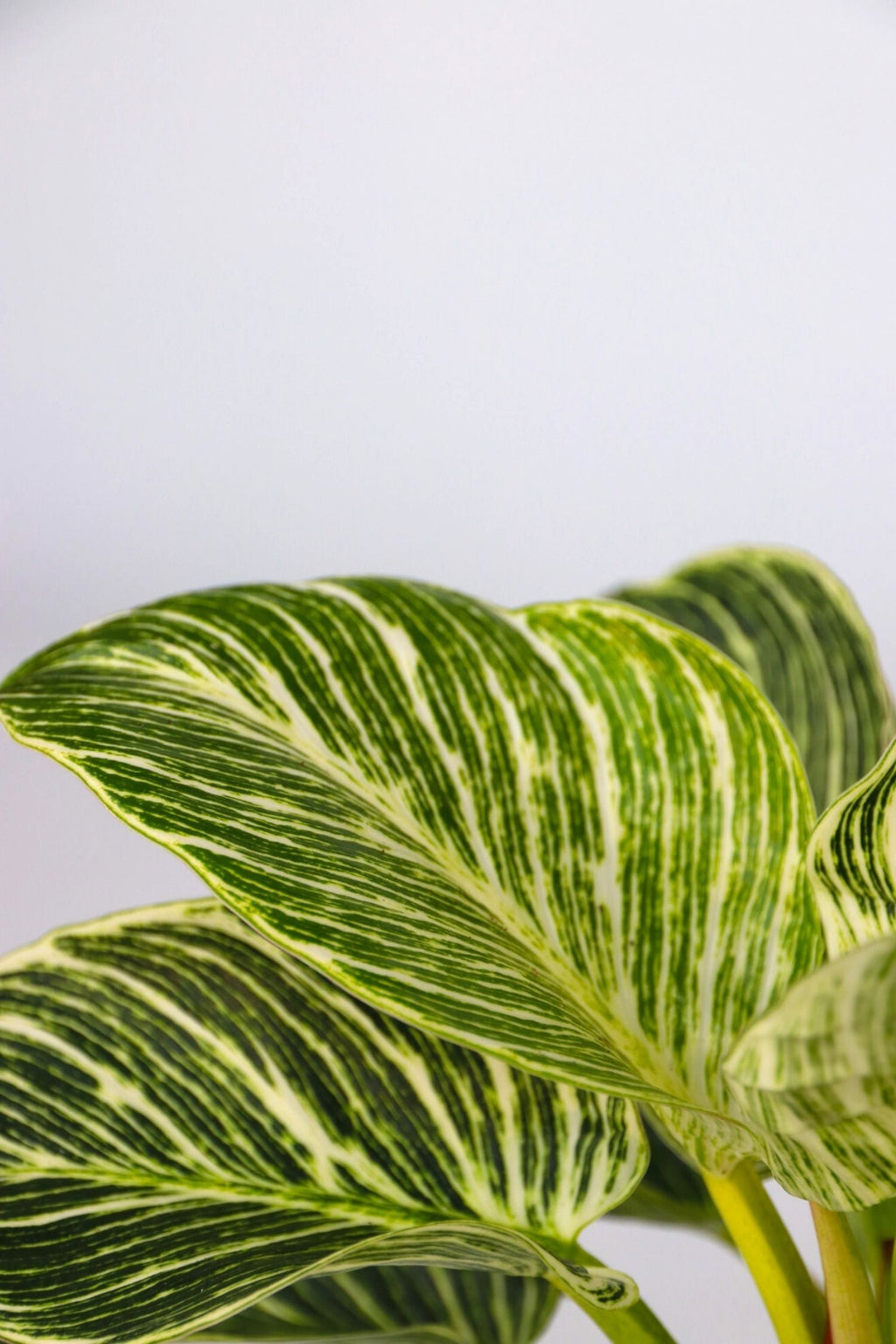 Mélange De 3 Plantes Home Mix – Plante D’Intérieur