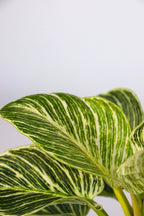 Mélange De 3 Plantes Home Mix – Plante D’Intérieur