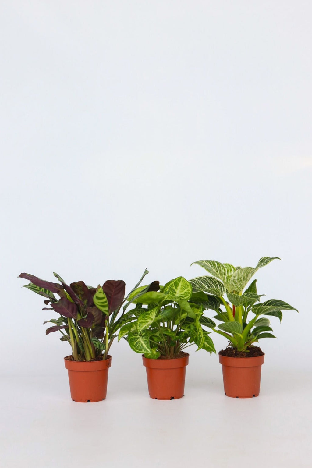 Mélange De 3 Plantes Home Mix – Plante D’Intérieur