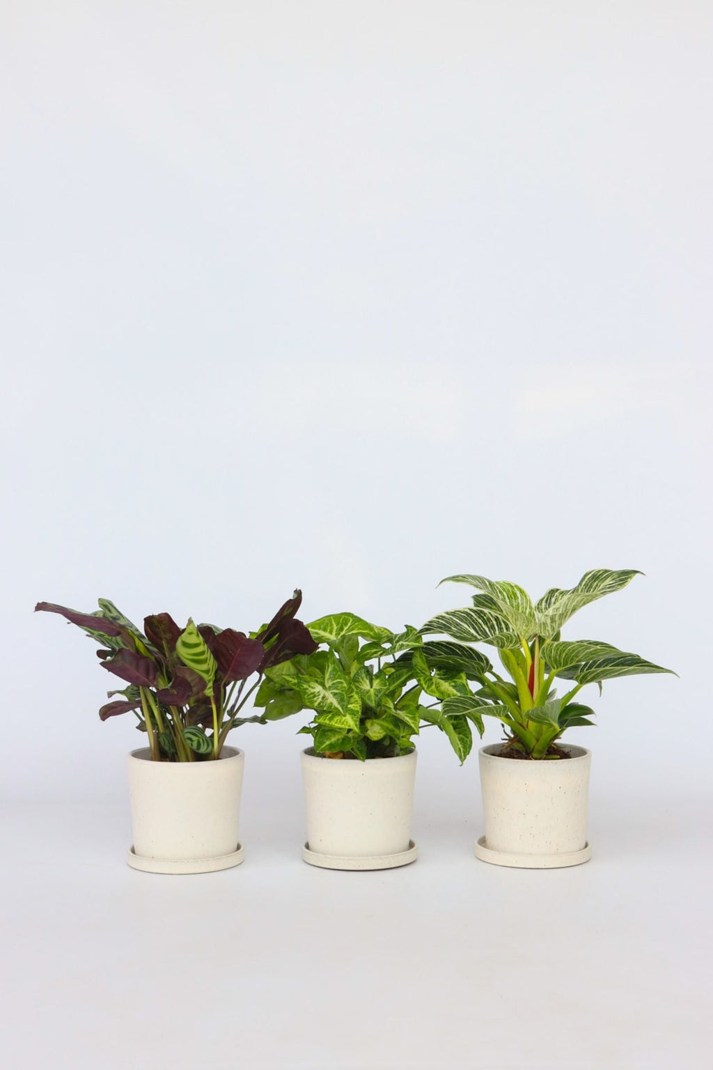 Mélange De 3 Plantes Home Mix – Plante D’Intérieur
