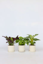Mélange De 3 Plantes Home Mix – Plante D’Intérieur