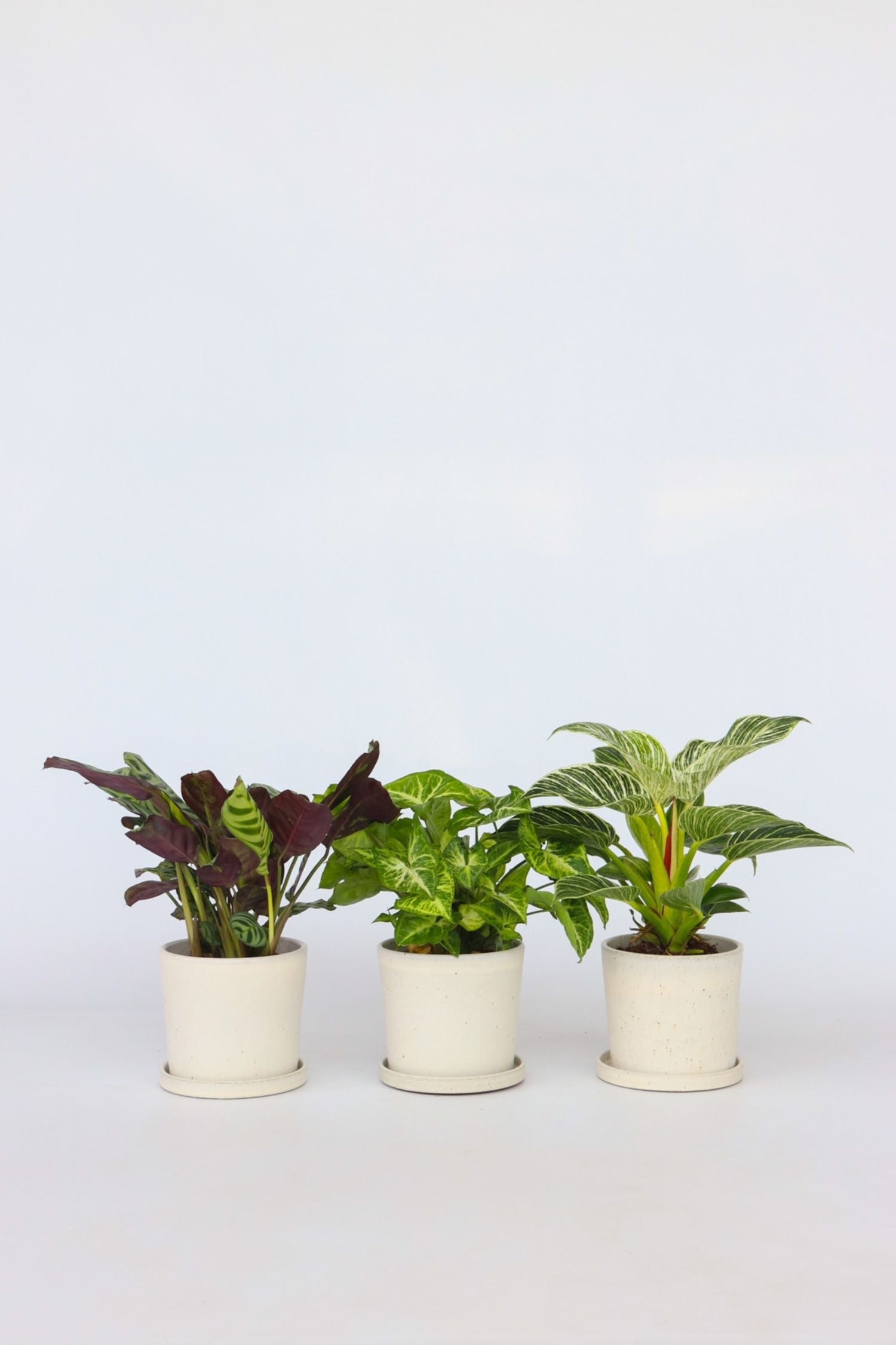 Mélange De 3 Plantes Home Mix – Plante D’Intérieur