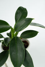 Lot De 2 Philodendron Green Princess – Plante D’Intérieur